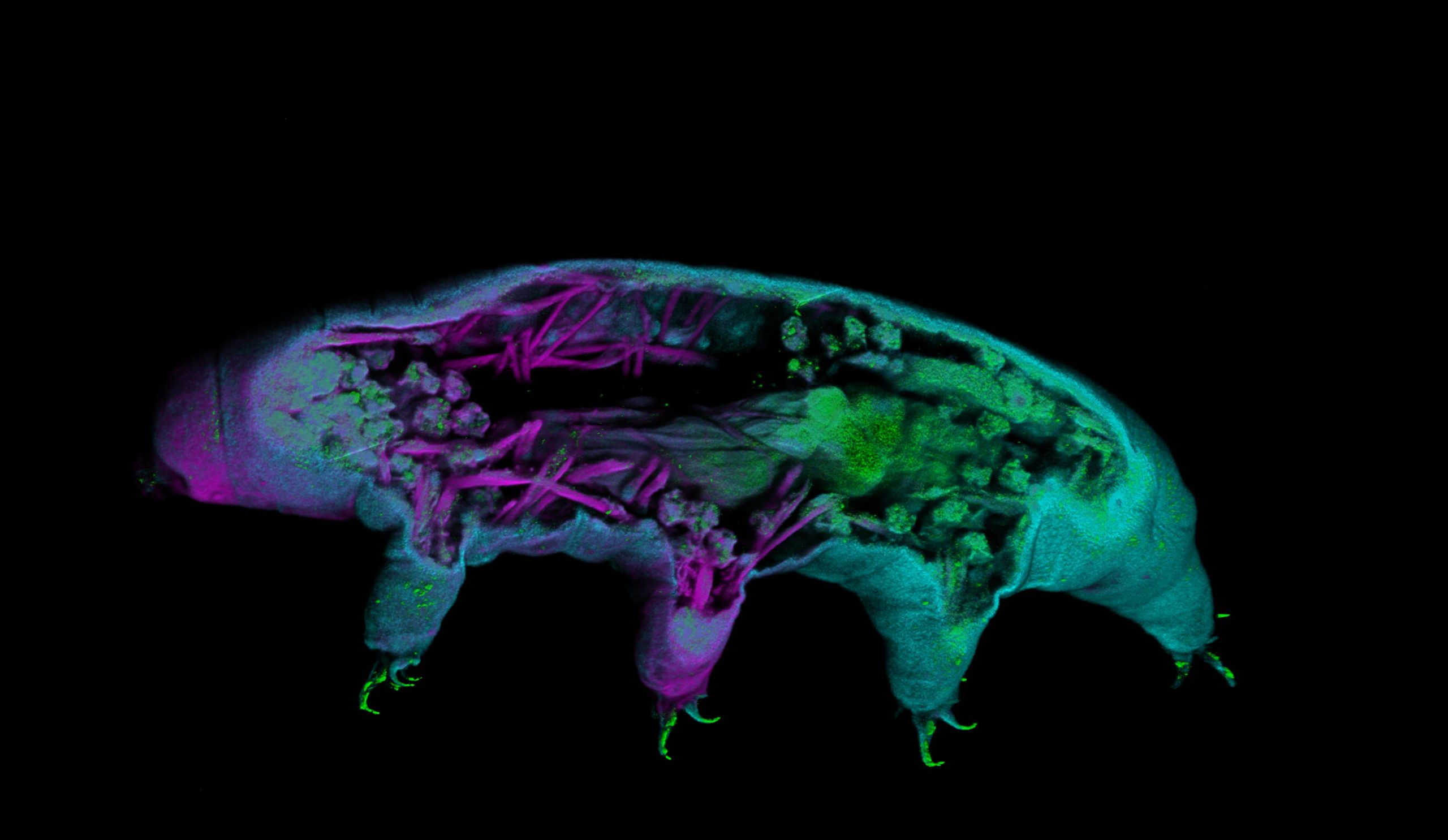 Time for Tardigrades