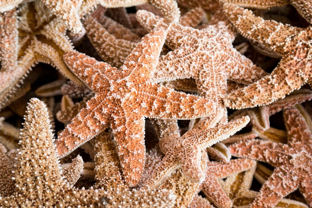 Pile of starfishes
